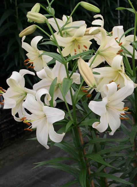 Лилия Перл Вайт 